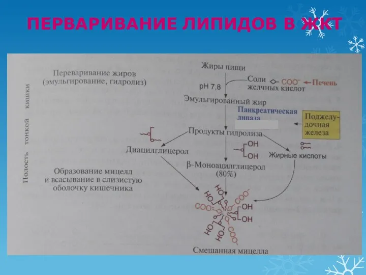 ПЕРВАРИВАНИЕ ЛИПИДОВ В ЖКТ