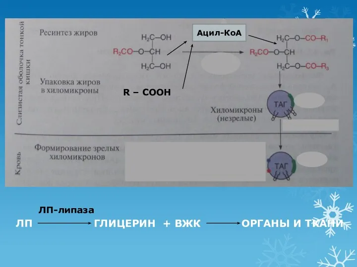 ЛП ГЛИЦЕРИН + ВЖК ОРГАНЫ И ТКАНИ ЛП-липаза R – COOH Ацил-КоА