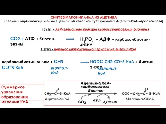 СИНТЕЗ МАЛОНИЛА-КоА ИЗ АЦЕТИЛА (реакции карбоксилирования ацетил-КоА катализирует фермент Ацетил-КоА-карбоксилаза)
