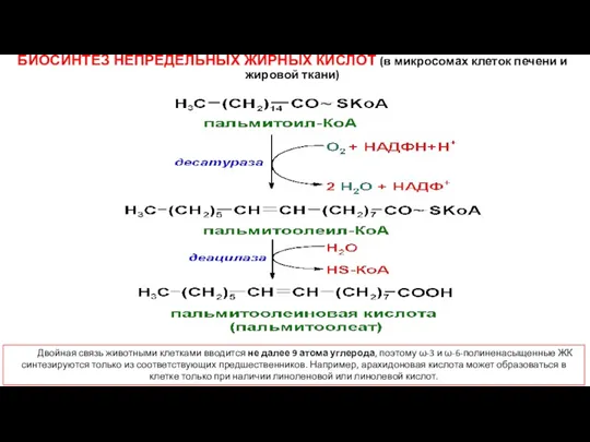 БИОСИНТЕЗ НЕПРЕДЕЛЬНЫХ ЖИРНЫХ КИСЛОТ (в микросомах клеток печени и жировой