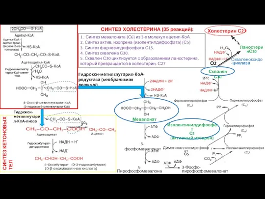Гидрокси-метилглутарил-КоА-редуктаза (необратимая реакция) СИНТЕЗ ХОЛЕСТЕРИНА (35 реакций): Скваленоксидо-циклаза 1 .