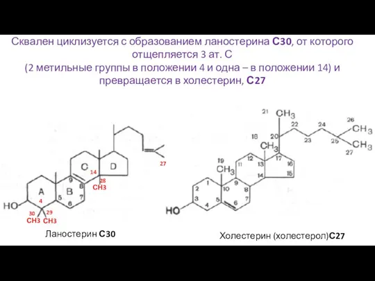 Сквален циклизуется с образованием ланостерина С30, от которого отщепляется 3