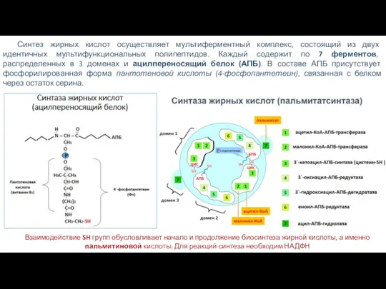 Синтез жирных кислот осуществляет мультиферментный комплекс, состоящий из двух идентичных