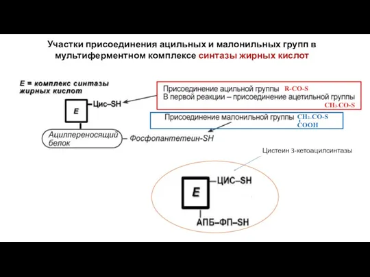 Участки присоединения ацильных и малонильных групп в мультиферментном комплексе синтазы