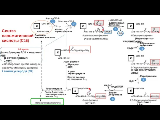 Синтез пальмитиновой кислоты (С16) 1 2 3 4 5 6