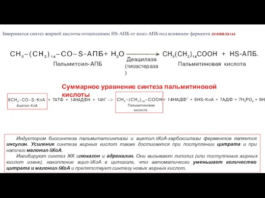 Завершается синтез жирной кислоты отщеплением HS-АПБ от ацил-АПБ под влиянием