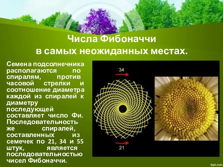 Числа Фибоначчи в самых неожиданных местах. Семена подсолнечника располагаются по