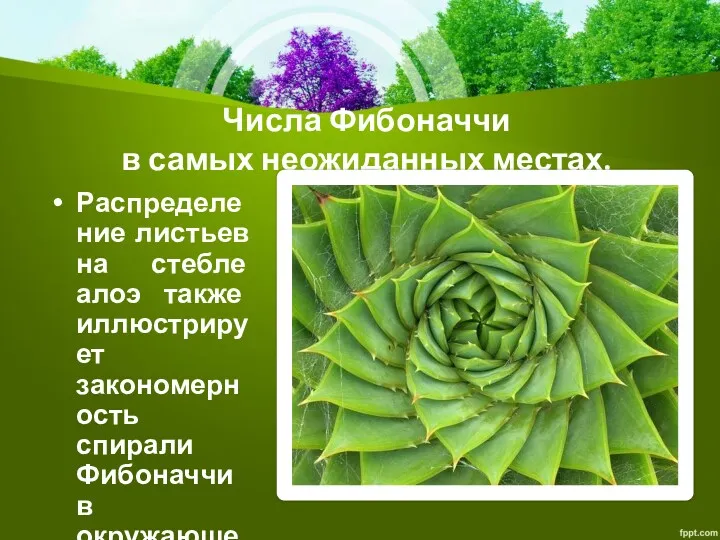 Распределение листьев на стебле алоэ также иллюстрирует закономерность спирали Фибоначчи