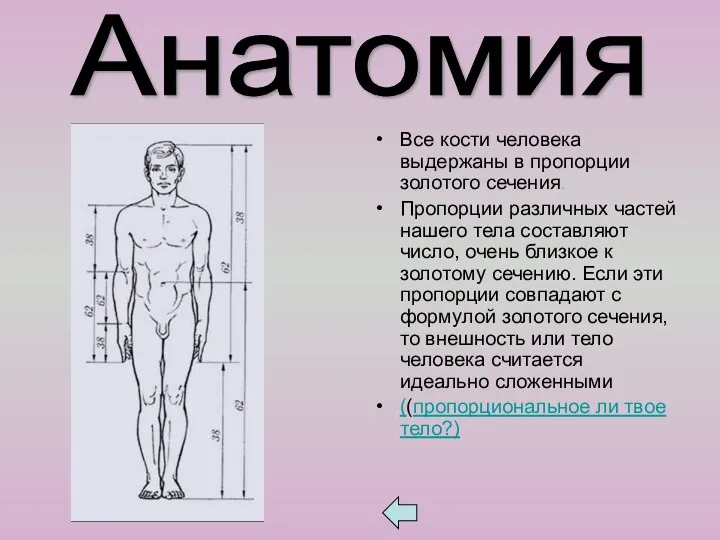 Все кости человека выдержаны в пропорции золотого сечения. Пропорции различных