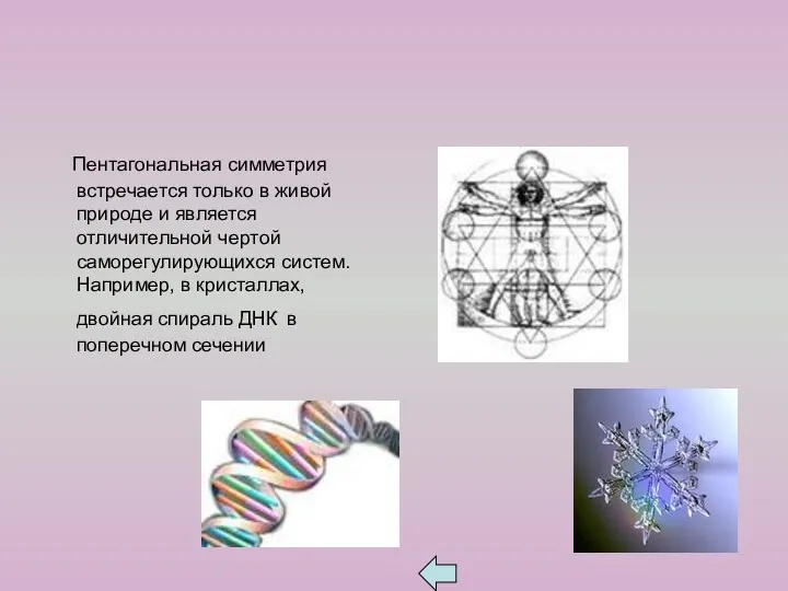 Пентагональная симметрия встречается только в живой природе и является отличительной