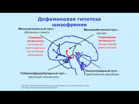 Снижение активности: негативная симптоматика, когнитивные нарушения Нигростриарный путь - двигательная