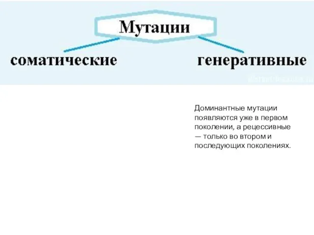 Доминантные мутации появляются уже в первом поколении, а рецессивные — только во втором и последующих поколениях.