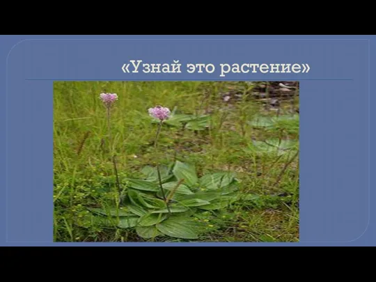 «Узнай это растение» .