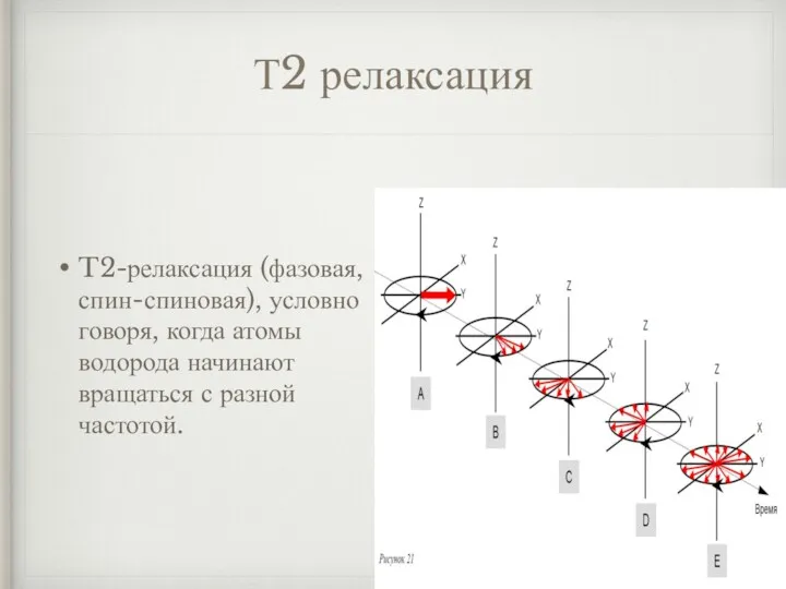 Т2 релаксация T2-релаксация (фазовая, спин-спиновая), условно говоря, когда атомы водорода начинают вращаться с разной частотой.