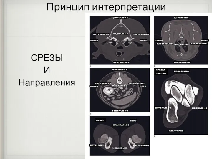 СРЕЗЫ И Направления Принцип интерпретации