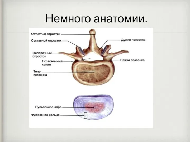 Немного анатомии.