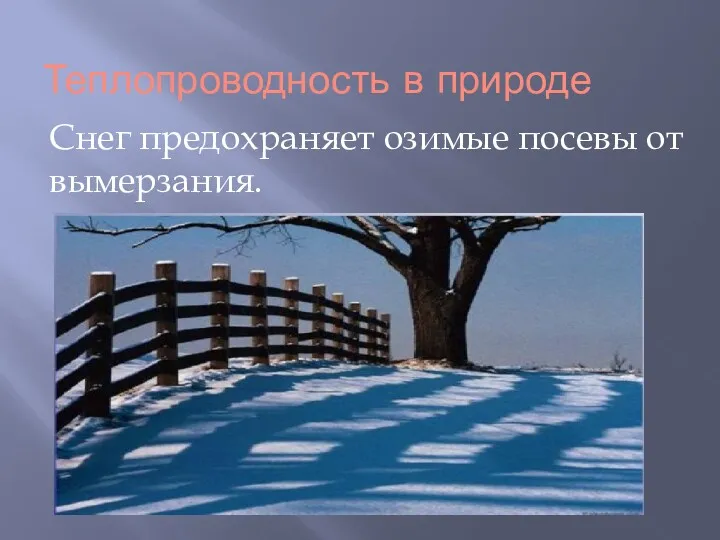 Теплопроводность в природе Снег предохраняет озимые посевы от вымерзания.