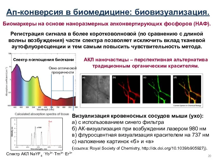 Спектр поглощения биоткани Окно оптической прозрачности Ап-конверсия в биомедицине: биовизуализация.