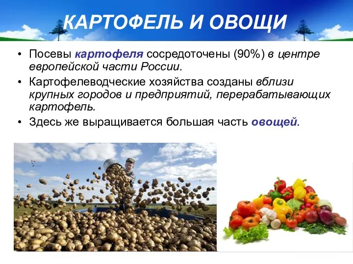 Посевы картофеля сосредоточены (90%) в центре европейской части России. Картофелеводческие