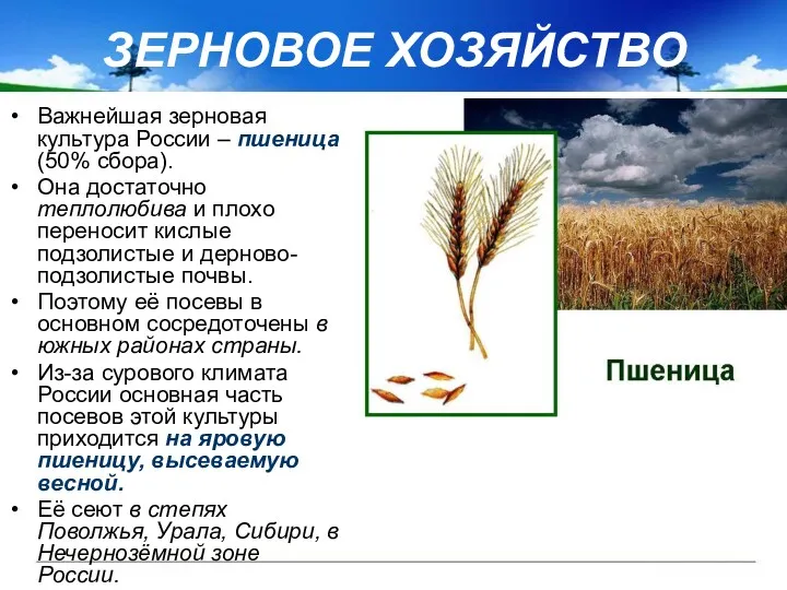 Важнейшая зерновая культура России – пшеница (50% сбора). Она достаточно теплолюбива и плохо