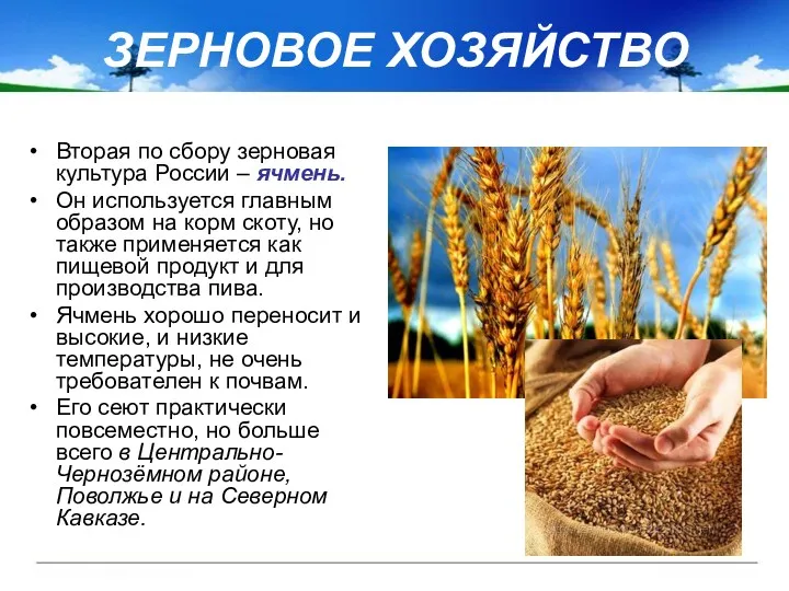 ЗЕРНОВОЕ ХОЗЯЙСТВО Вторая по сбору зерновая культура России – ячмень. Он используется главным