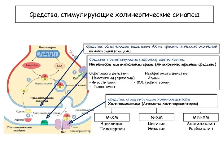 Средства, стимулирующие холинергические синапсы Средства, облегчающие выделение АХ из пресинаптических окончаний - Аминопиридин