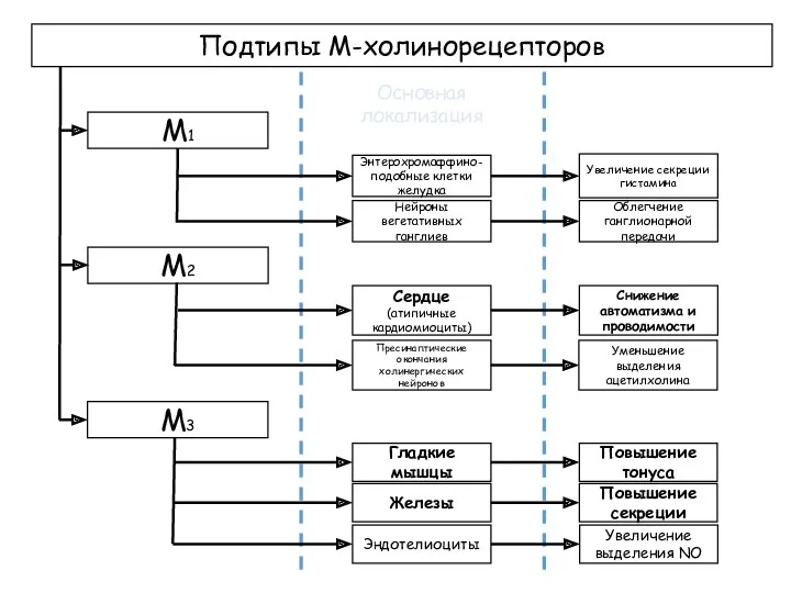 Подтипы М-холинорецепторов Основная локализация М1 М2 М3 Энтерохромаффино- подобные клетки