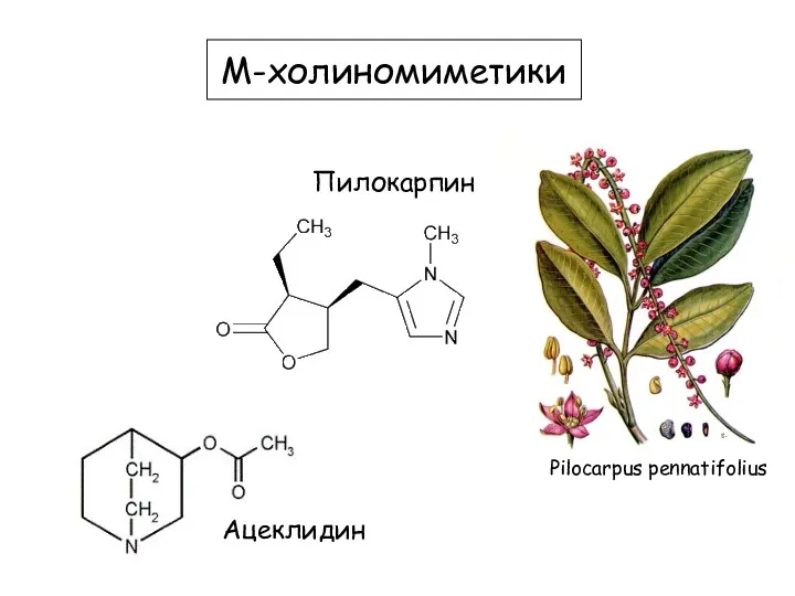 М-холиномиметики Пилокарпин Pilocarpus pinnatifolius Ацеклидин Pilocarpus pennatifolius