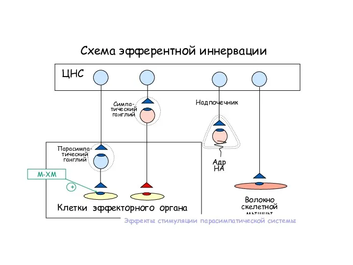 Схема эфферентной иннервации Клетки эффекторного органа ЦНС Симпа- тический ганглий Парасимпа- тический ганглий