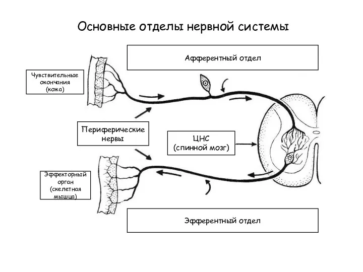 Афферентный отдел Эфферентный отдел ЦНС (спинной мозг) Эффекторный орган (скелетная мышца) Чувствительные окончания