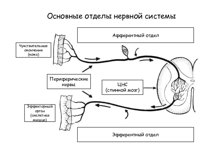 Афферентный отдел Эфферентный отдел ЦНС (спинной мозг) Эффекторный орган (скелетная