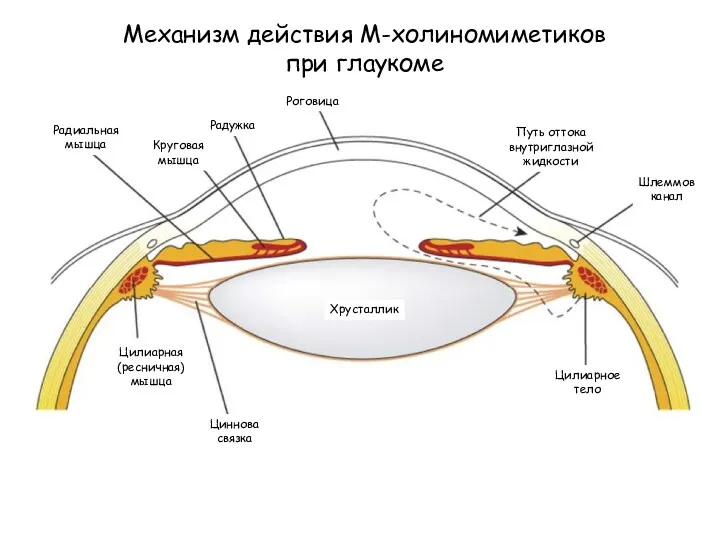 Механизм действия М-холиномиметиков при глаукоме Путь оттока внутриглазной жидкости Роговица Шлеммов канал Цилиарное