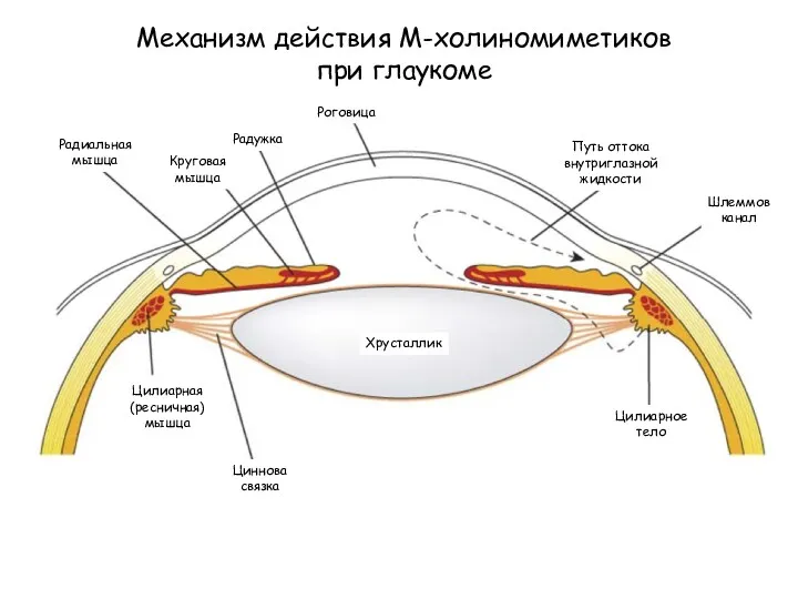 Механизм действия М-холиномиметиков при глаукоме Путь оттока внутриглазной жидкости Роговица