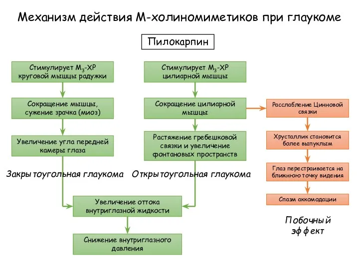 Механизм действия М-холиномиметиков при глаукоме Пилокарпин Стимулирует М3-ХР круговой мышцы радужки Стимулирует М3-ХР