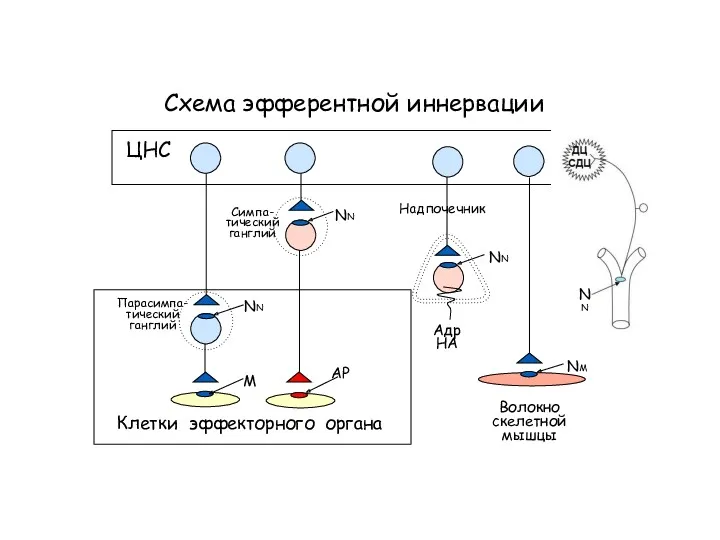 Схема эфферентной иннервации Клетки эффекторного органа NN NN АР ЦНС