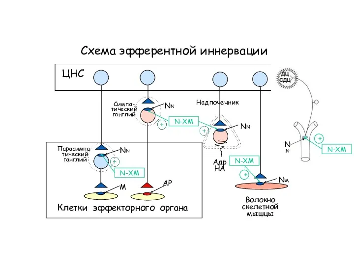 Схема эфферентной иннервации Клетки эффекторного органа NN NN АР ЦНС Симпа- тический ганглий