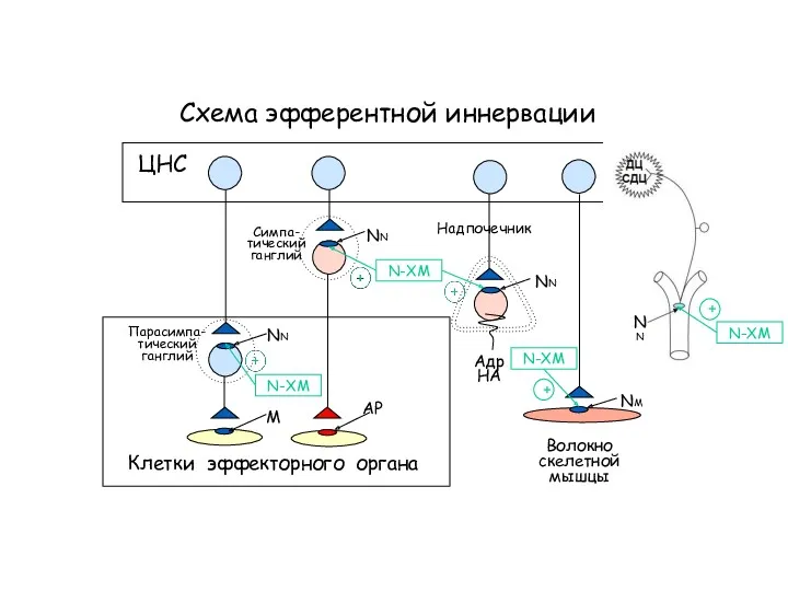 Схема эфферентной иннервации Клетки эффекторного органа NN NN АР ЦНС