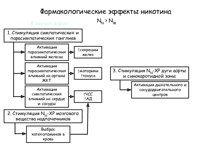 Фармакологические эффекты никотина В малых дозах NN > NM 1. Стимуляция симпатических и