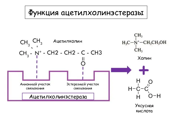 Ацетилхолин Функция ацетилхолинэстеразы Анионный участок связывания Ацетилхолинэстераза Эстеразный участок связывания Холин + Уксусная кислота