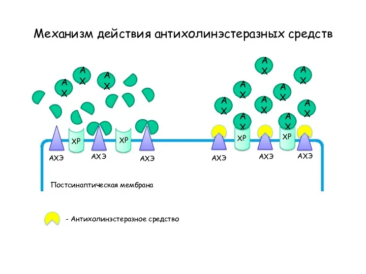 Механизм действия антихолинэстеразных средств АХ АХ АХ АХ АХ АХ АХ АХ АХ