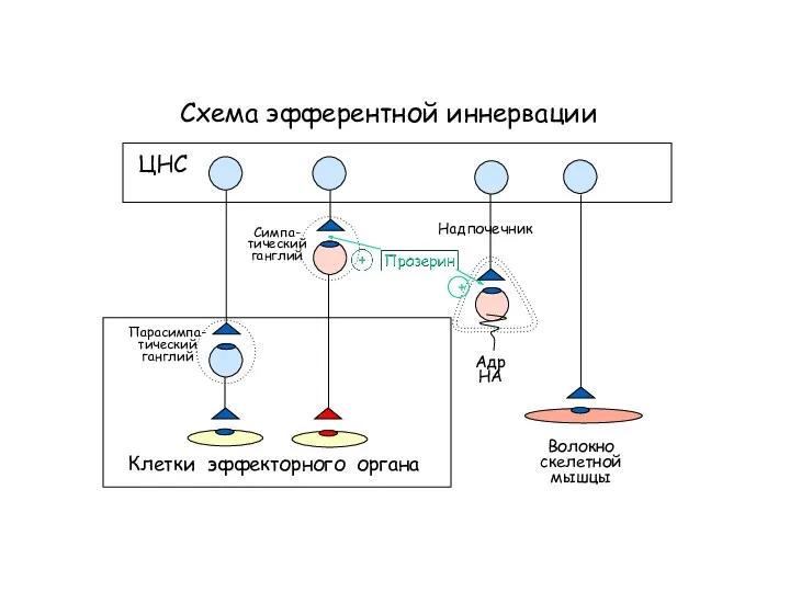 Схема эфферентной иннервации Клетки эффекторного органа ЦНС Симпа- тический ганглий Парасимпа- тический ганглий