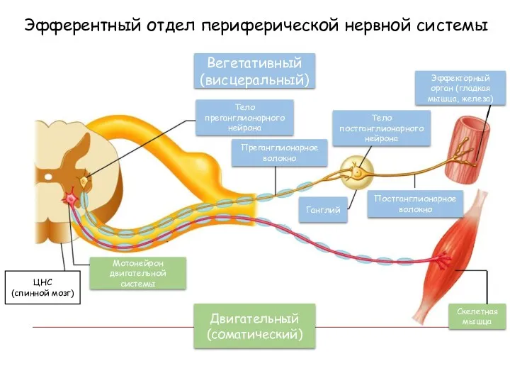 Двигательный (соматический) Вегетативный (висцеральный) Постганглионарное волокно Ганглий Тело преганглионарного нейрона Преганглионарное волокно Тело