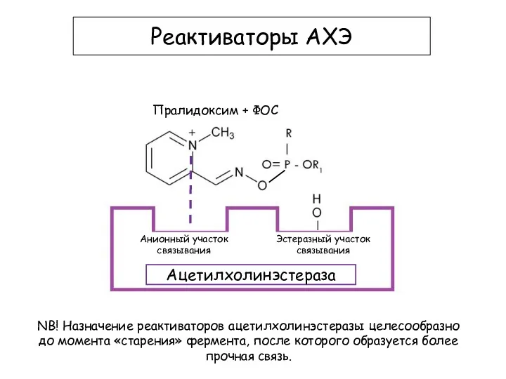 Пралидоксим + ФОС Реактиваторы АХЭ Анионный участок связывания Ацетилхолинэстераза Эстеразный участок связывания NB!