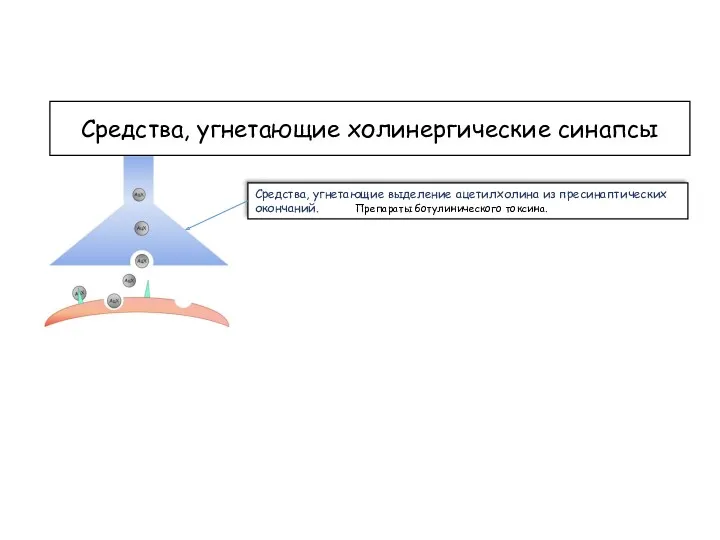 Средства, угнетающие холинергические синапсы Средства, угнетающие выделение ацетилхолина из пресинаптических окончаний. Препараты ботулинического токсина.