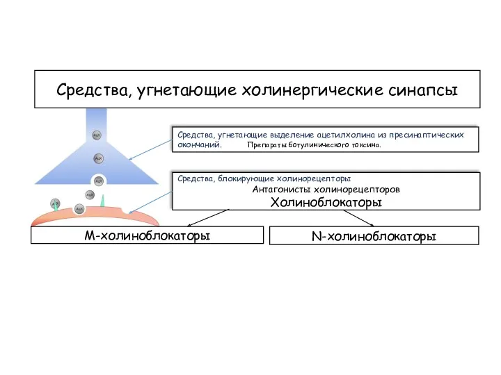 Средства, угнетающие холинергические синапсы Средства, угнетающие выделение ацетилхолина из пресинаптических окончаний. Препараты ботулинического