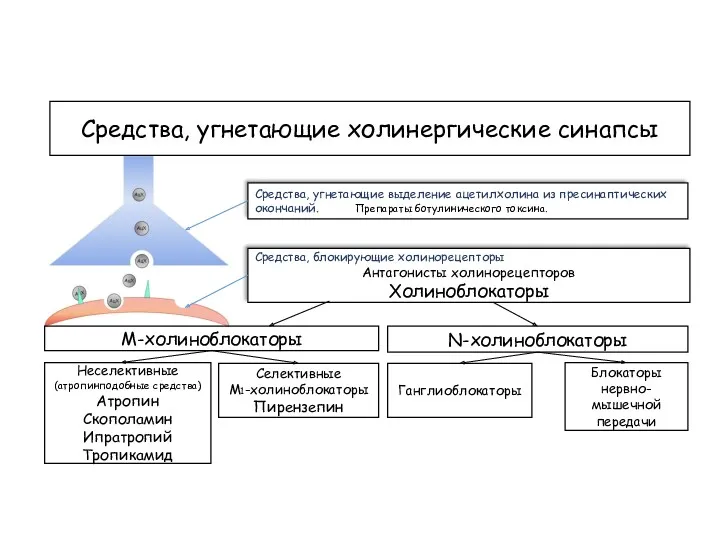 Средства, угнетающие холинергические синапсы Средства, угнетающие выделение ацетилхолина из пресинаптических