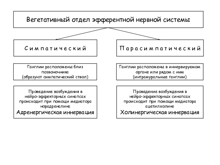 Вегетативный отдел эфферентной нервной системы С и м п а т и ч