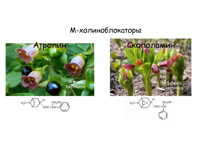 М-холиноблокаторы Атропин Скополамин Atropa belladonna Scopolia carniolica