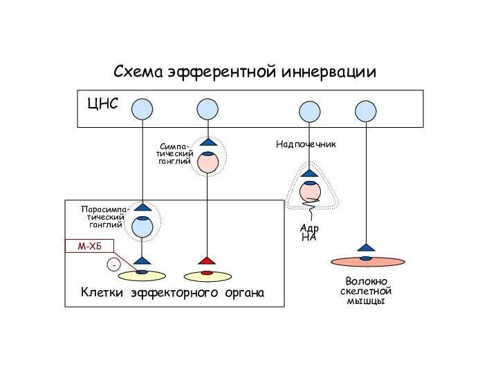 Схема эфферентной иннервации Клетки эффекторного органа ЦНС Симпа- тический ганглий