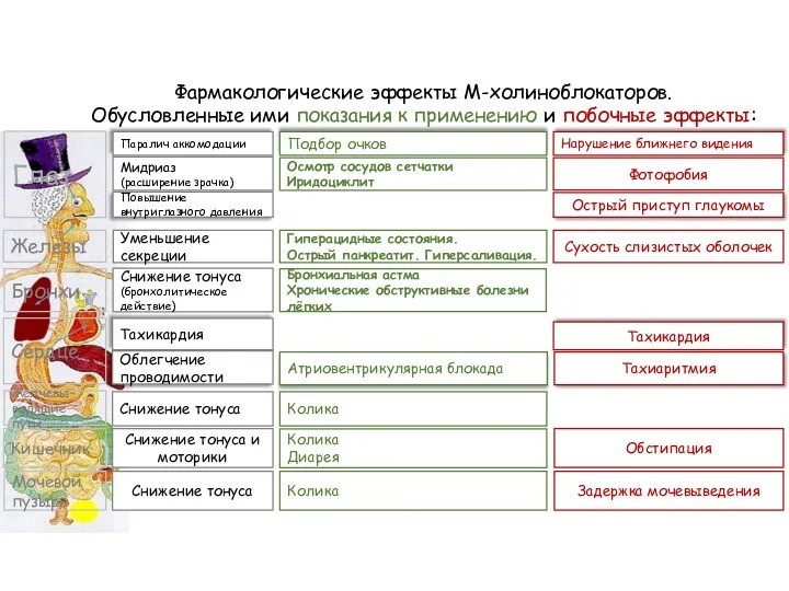 Фармакологические эффекты М-холиноблокаторов. Обусловленные ими показания к применению и побочные эффекты: Глаз Паралич